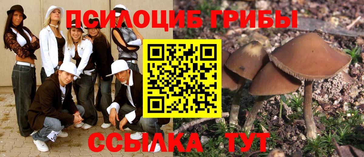 Галлюциногенные грибы Psilocybine cubensis Шатура